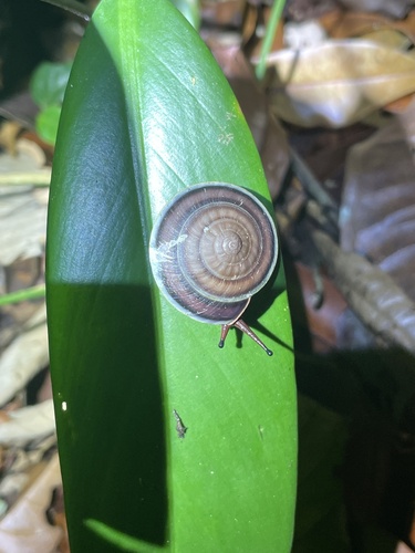 Dyakia regalis observed 2024-08-05