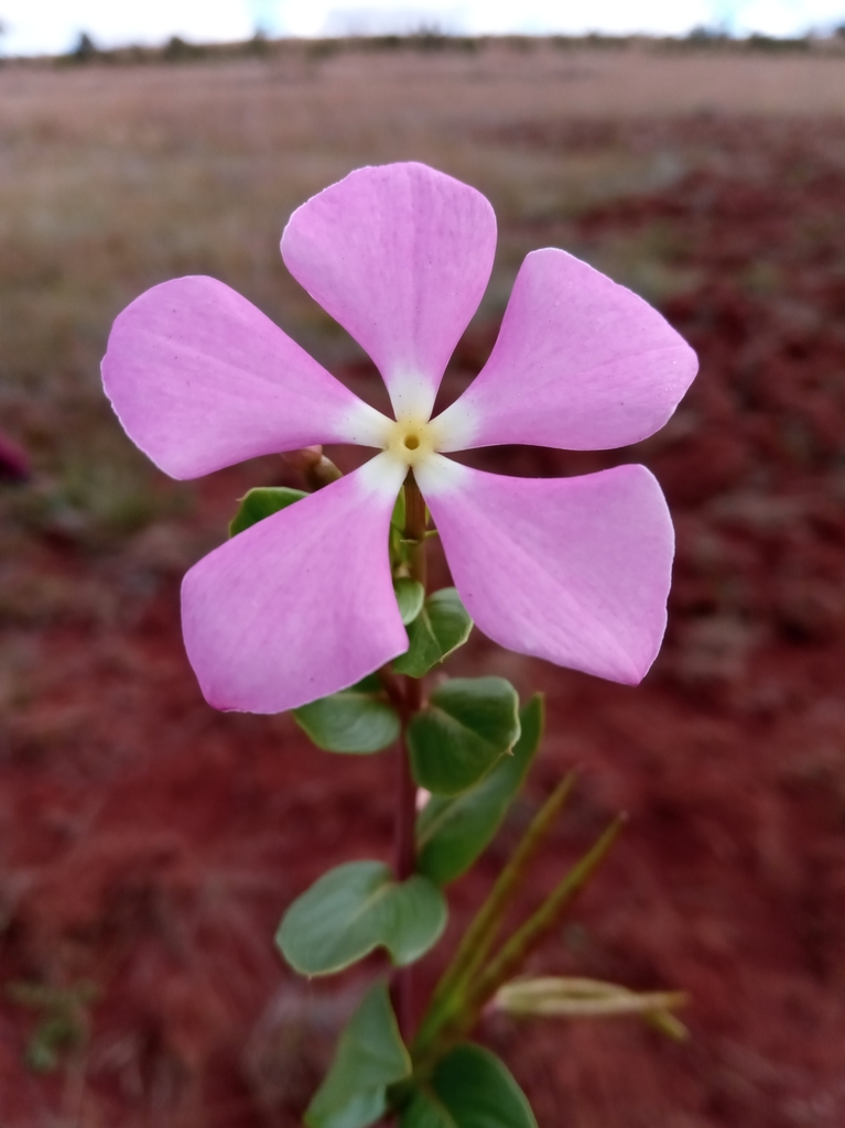 Catharanthus lanceus
