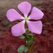 Catharanthus lanceus - Photo (c) Andry.A.R, some rights reserved (CC BY-NC), uploaded by Andry.A.R