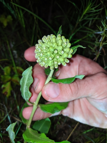 Asclepias viridiflora image