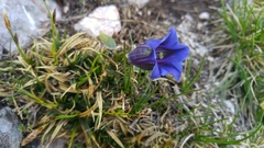 Gentiana clusii clusii