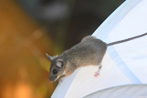 Durango Deermouse (Peromyscus schmidlyi)