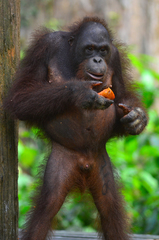 Pongo pygmaeus