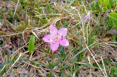Rhodothamnus chamaecistus