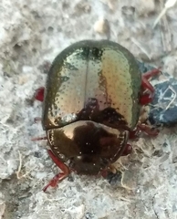 Chrysolina bankii