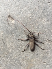 Stromatium longicorne