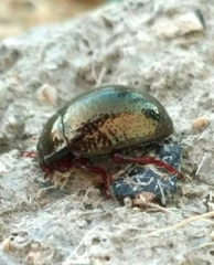 Chrysolina bankii