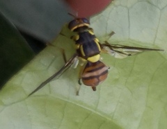 Bactrocera