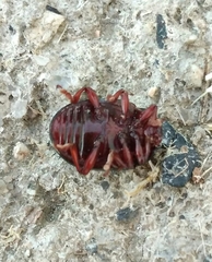 Chrysolina bankii