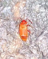Pyrrhocoris apterus