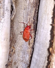 Pyrrhocoris apterus