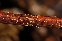 Lachnum pteridophyllum