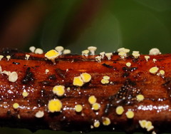 Lachnum pteridophyllum