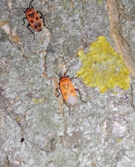 Pyrrhocoris apterus