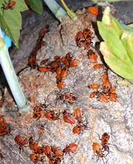Pyrrhocoris apterus