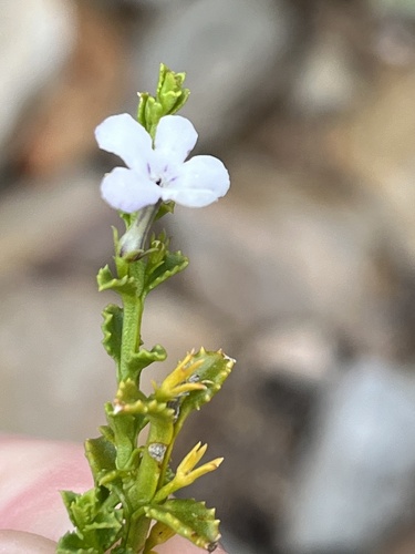Smooth Lazybush (Oftia glabra)