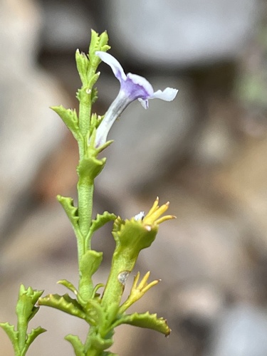 Image of Oftia glabra by (c) Dave U, some rights reserved (CC BY-SA)