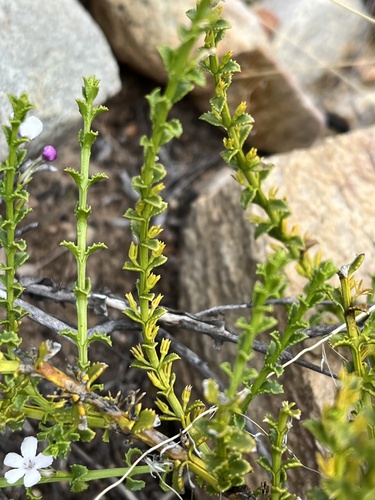 Image of Oftia glabra by (c) Dave U, some rights reserved (CC BY-SA)