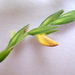 Zornia latifolia - Photo 由 Alex Popovkin 所上傳的 (c) Alex Popovkin，保留部份權利CC BY