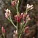 Pseudognaphalium ramosissimum - Photo (c) 2008 Jorg Fleige, algunos derechos reservados (CC BY-NC)