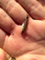 Enteromius afrovernayi