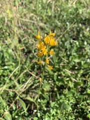 Listia bainesii