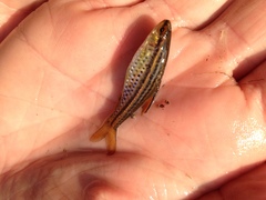 Enteromius multilineatus