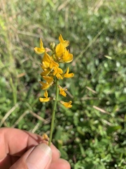 Listia bainesii