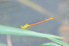 Ceriagrion auranticum