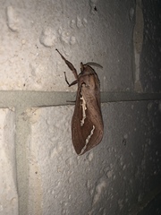 Abantiades argyrosticha