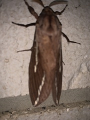 Abantiades argyrosticha