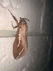 Abantiades argyrosticha