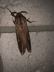 Abantiades argyrosticha