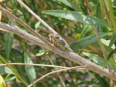 Diceroprocta cinctifera