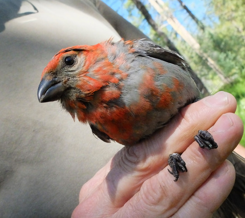 iNaturalist observation photo of Pine Grosbeak