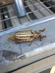 Polyphylla decemlineata