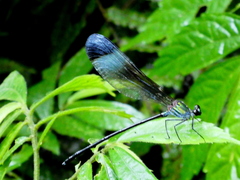 Psolodesmus mandarinus