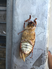 Polyphylla decemlineata