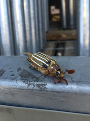 Polyphylla decemlineata