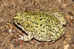 Anaxyrus debilis