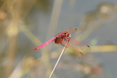 Trithemis aurora