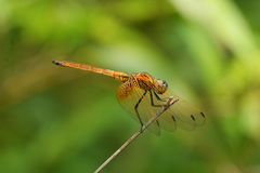 Trithemis aurora