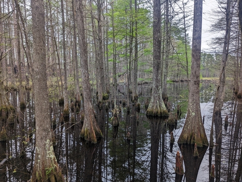 Image of Nyssa aquatica by (c) Caleb Catto, some rights reserved (CC BY)