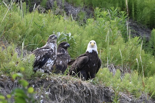 Bald Eagle photographed in Alaska