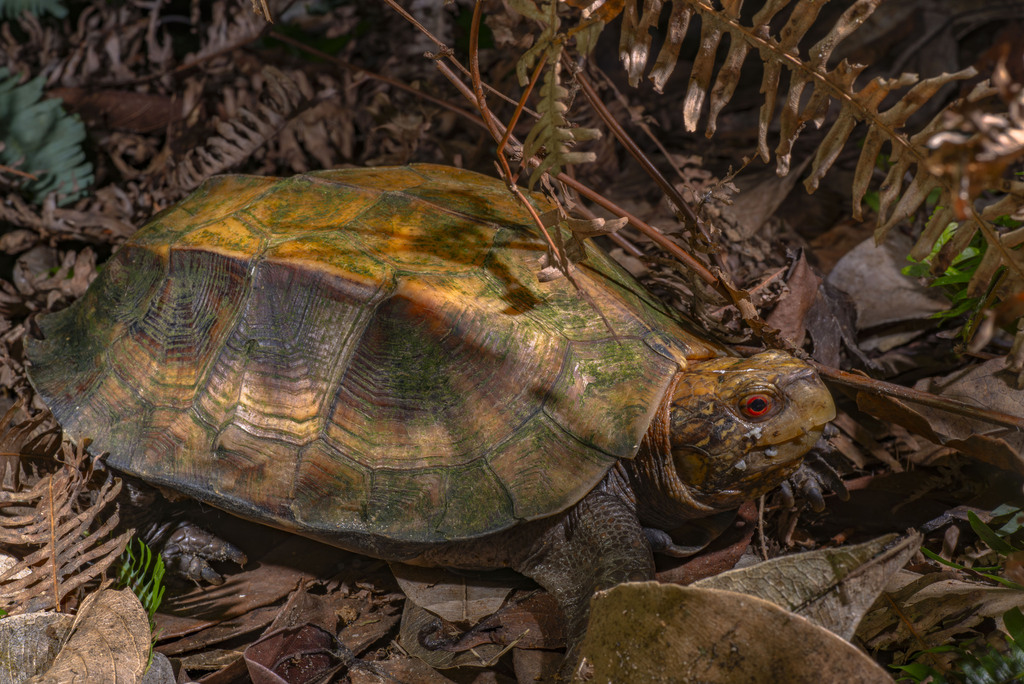 Keeled Box Turtle