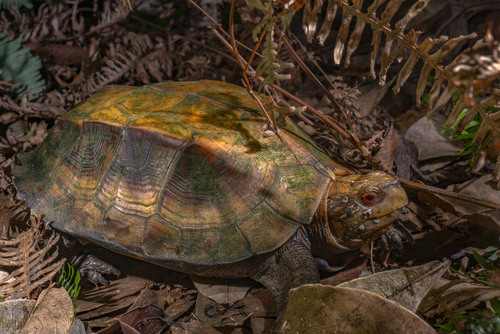 Cuora mouhotii
