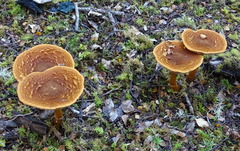 Cortinarius castoreus