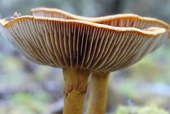 Cortinarius castoreus
