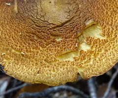 Cortinarius castoreus