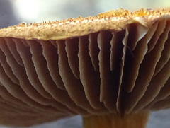 Cortinarius castoreus